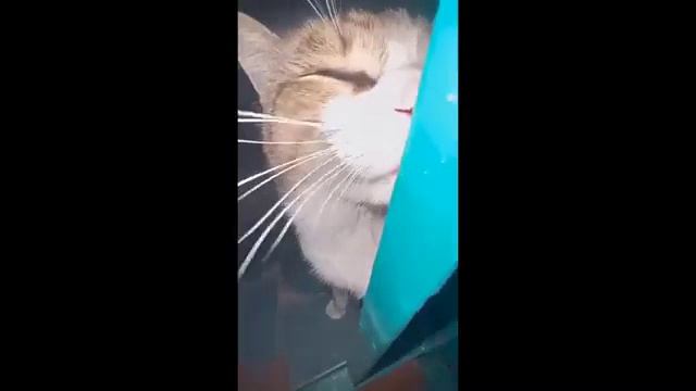 Приколы с животными_озвучка_смотреть до конца_смех до слез ЧАСТЬ 2