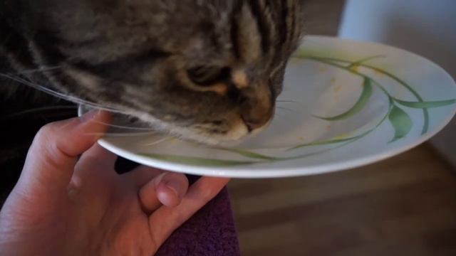 Кот - посудомойка; Cat - dishwasher смотреть онлайн