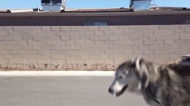 Хозяин привязал собаку к дереву и бросил на гибель, а она год сидит и ждет его смотреть онлайн