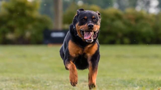 РОТВЕЙЛЕР ПРОТИВ АЛАНО КТО ПОБЕДИТ?