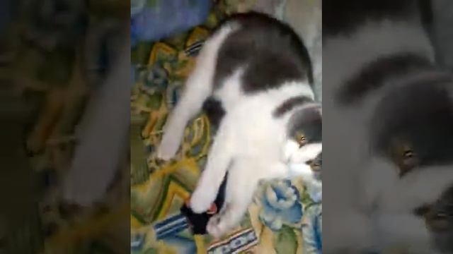 Бешеный кот нападает смотреть онлайн