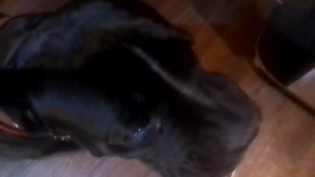 Плюша Кане-корсо. Плюша и банановое мороженое. смотреть онлайн