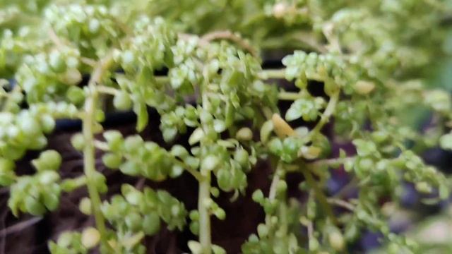 Baby's tears plant/ Soleirolia soleirolii: Growth and care tips (ALL ABOUT BABY'S TEAR PLANT) смотреть онлайн