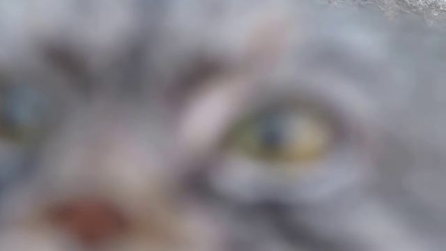 Уникальное видео  Где живет манул