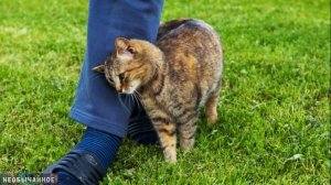 Почему Кошки Трутся о Ноги? Названа Настоящая Причина ¤ НЕОБЫЧАЙНОЕ