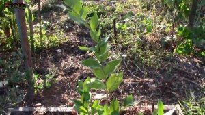 Почему сохнут листья голубики.Возможная причина.