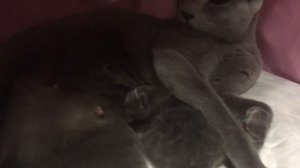 Русские голубые котята 🐱 Питомник Русских Голубых кошек Ruzara