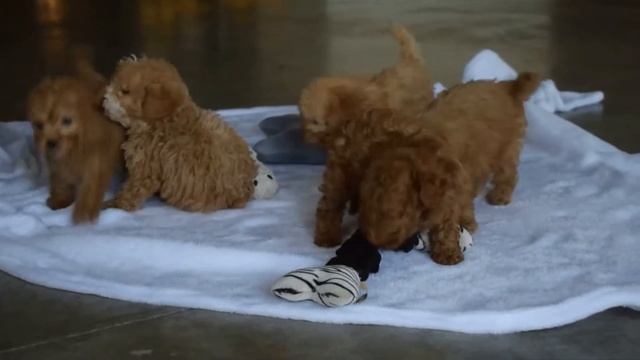 F1BB Cavapoo Puppies For Sale смотреть онлайн