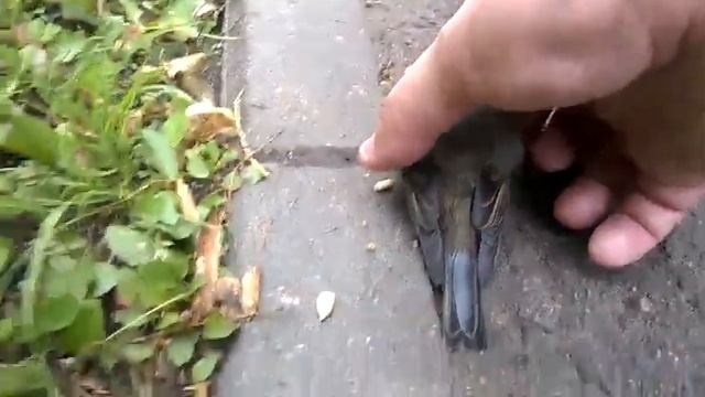 Птенец синички выпал из гнезда смотреть онлайн