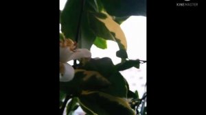 Выращивание цитрусовых дома. Вариегатные цитрусы особенности ухода. Лимон Пинк Эврика вариегатный.