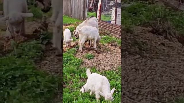 Как же выросла Верба! ? смотреть онлайн