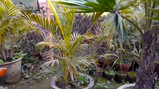 710# Lahore Nursery Visit | Indoor and Outdoor Plant With Price (Urdu/hindi) смотреть онлайн