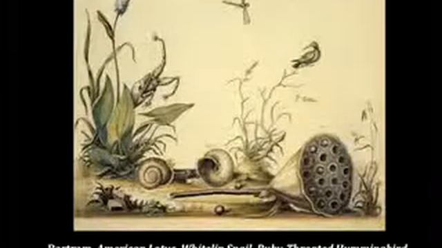 Janice Simon - William Bartram and John James Audubon смотреть онлайн