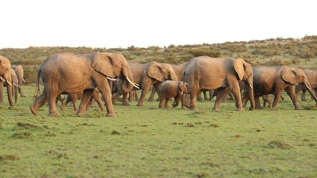 Wildlife in Kenya's Maasai Mara смотреть онлайн