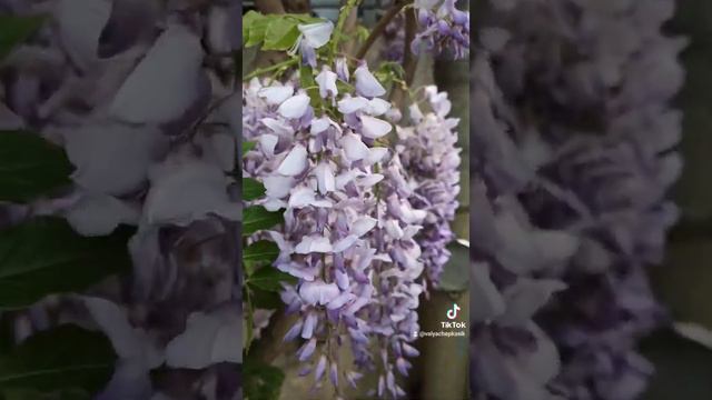 удивительное растение смотреть онлайн