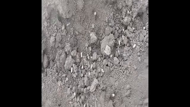 Муравьи поселились на даче в огороде, как их выгнать смотреть онлайн