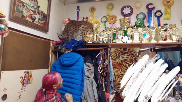 Рыся ВЕГАН/ГОРНАЯ КОЗА смотреть онлайн