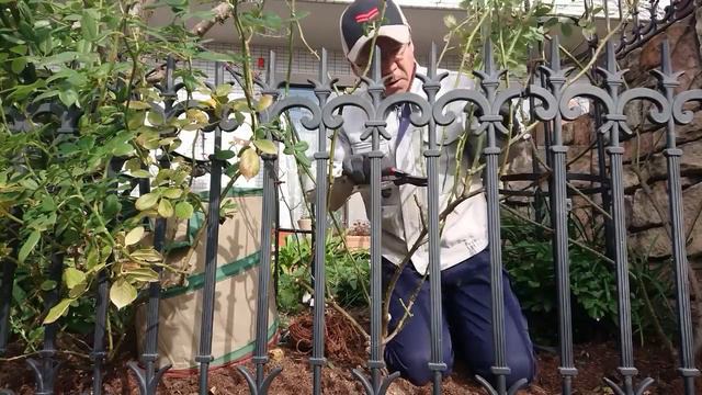 How to prune climbing rose【つるバラの剪定・誘引】クレア・オースチンを低いフェンスに仕立てる方法（字幕） смотреть онлайн