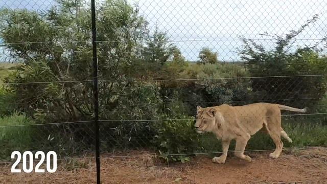 Incredible LION STORY | The Lion Whisperer смотреть онлайн