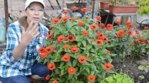 Самая лучшая бордюрная цинния: цинния Ламбада