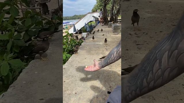 Что нельзя в Тайланде СОБАКЕ. Пляж Ката Пхукет. Декабрь 2021