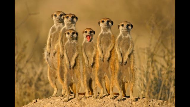 Funny Cartoon Sounds Effect