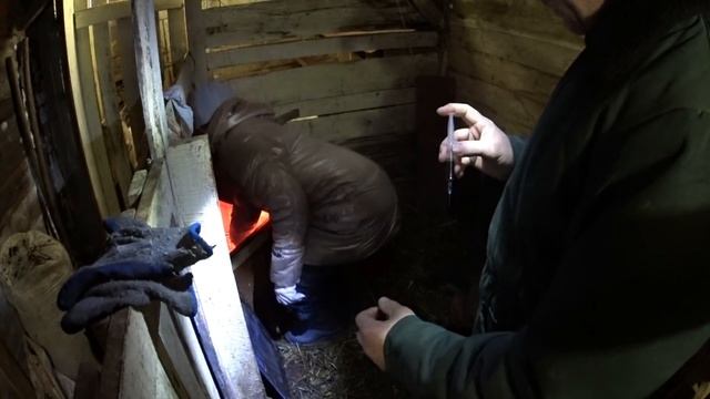 СТАВИМ 3Х ДНЕВНЫМ ПОРОСЯТАМ ЖЕЛЕЗО И ВИТАМИНЫ//деревенские будни смотреть онлайн