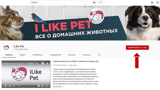 Домашние животные и не только