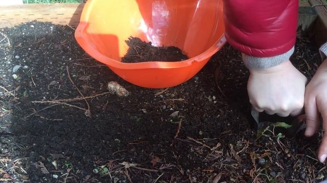 Посадка чеснока в грядку весной. Как правильно посадить чеснок весной. смотреть онлайн