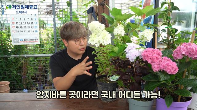 [수국 완전정복 1탄] 넝쿨성 수국부터 잎에 단풍이 드는 수국까지! 다양한 수국의 종류에 대해 한번에 알려드립니다. смотреть онлайн