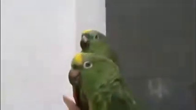 Видео приколы про животных 2015 Video jokes about animals смотреть онлайн