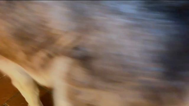 Huskies apple bobbing (silly halloween fun) смотреть онлайн