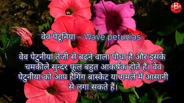 Petunia Flower || How to grow Petunia Plant From Seeds || पेटुनिया की देखभाल कैसे करें смотреть онлайн