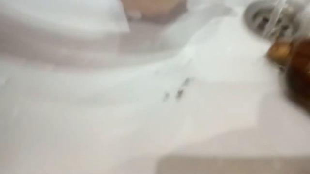 Большие улитки ахатины плескаються в воде! смотреть онлайн