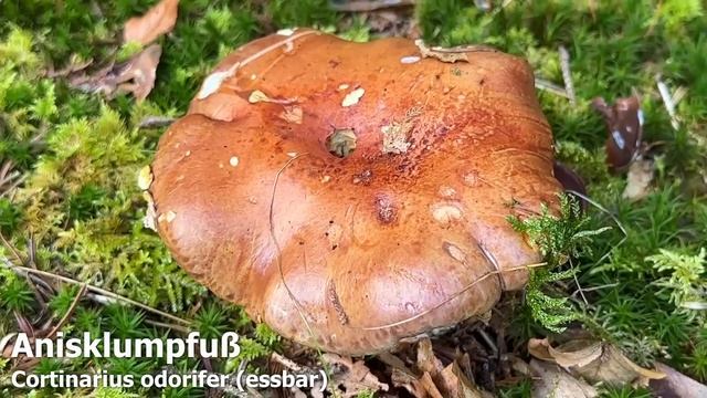 Rotkappen & Pappelraufüße am Badesee | Schlechtes Jahr für Reizker? | Pilze im Oktober | 02.10.2023 смотреть онлайн