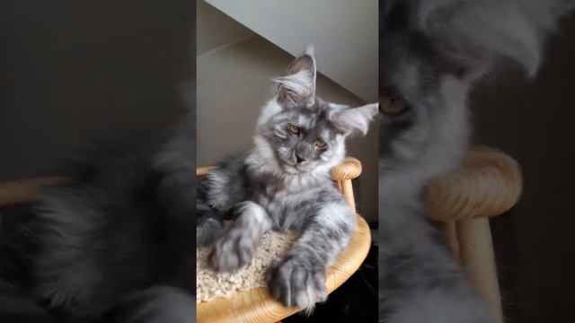 котенок мейн кун из питомника Страна Гуллверов - Country Gulliver's Q3 смотреть онлайн