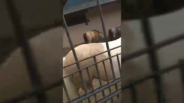 Влог из Московского зоопарка смотреть онлайн