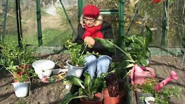 Лучки Пучки. Серия 165. Огород на балконе смотреть онлайн