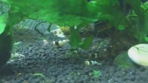 Креветка красный кристалл «Crystal Red» Содержание. Уход. Размножение.