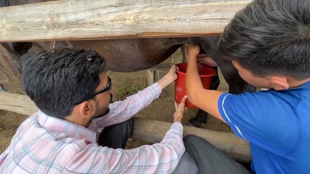 Kazakh woman is milking the mare | घोड़ीं का दूध कैसे निकालते है | Kazakhstan Village Life смотреть онлайн