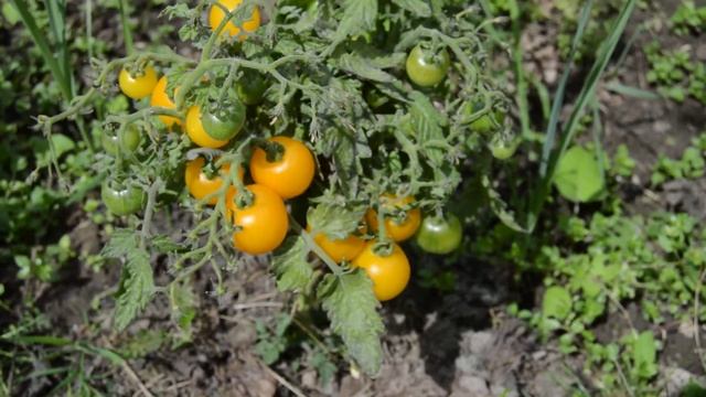 Сорт -"ОКОННЫЙ ЖЕЛТЫЙ". Томаты от Фёдора. смотреть онлайн