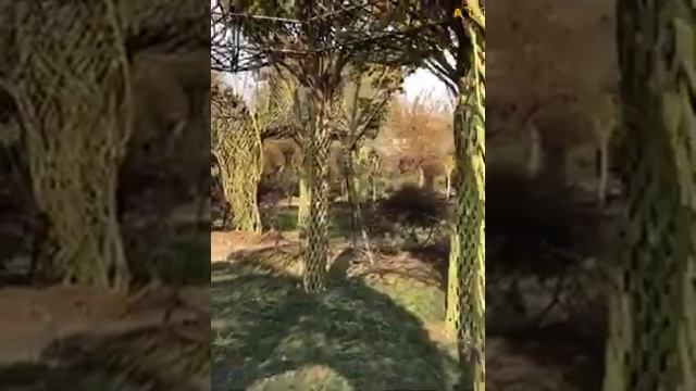 красивый сад смотреть онлайн