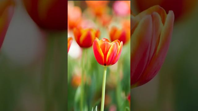 🟢Sleeping Music For Deep Sleeping, Calm Music For Sleeping, Meditation Music Relax Mind And Body смотреть онлайн