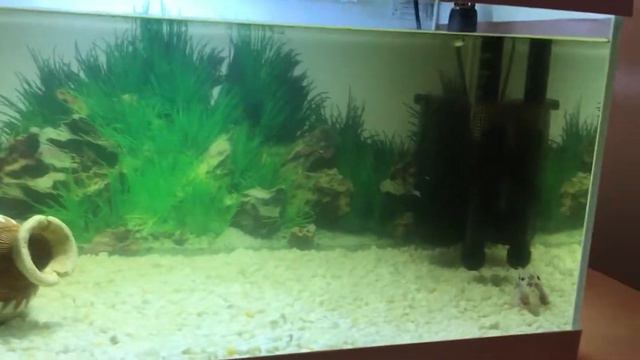 Продержался в таком состоянии пару дней потом вода помутнела! Не перекармливаю! смотреть онлайн