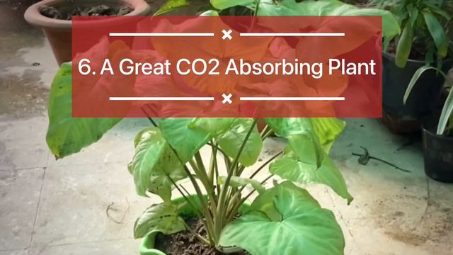 10 Syngonium Plant Benefits - What You Need to Know смотреть онлайн