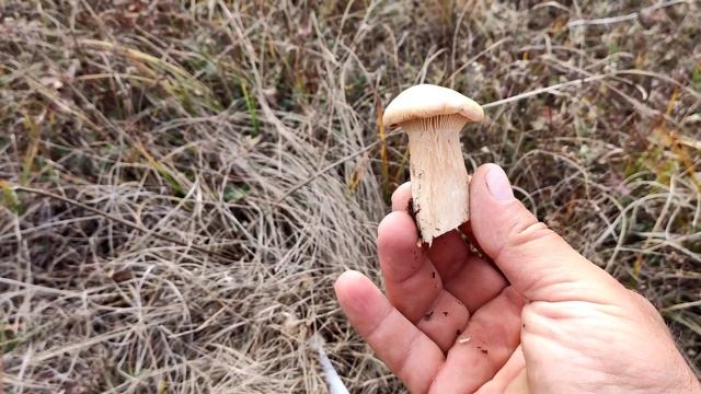 Сбор грибов в Крыму 2021. Синеножки рыжики. грибы. 2021. смотреть онлайн