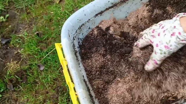 ПОДГОТОВКА ПЕЛАРГОНИЙ К ПЕРЕЕЗДУ ДОМОЙ.#садвцветах #пеларгонии #осень #цветы #flowers #garden смотреть онлайн