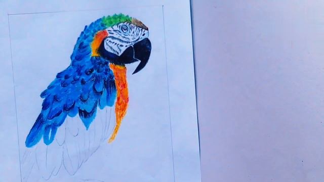 Realistic Macaw drawing | oil pastel | Macaw Spreed drawing смотреть онлайн