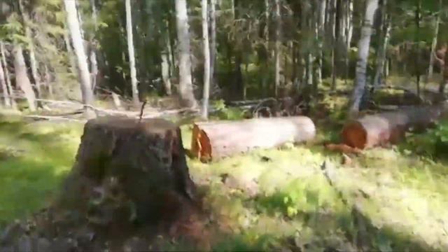 Незаконная рубка леса на 3,5 млн руб. смотреть онлайн