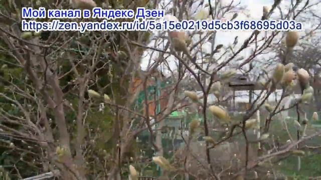 29 04 22г Пробежка по саду Магнолии, рододендроны, саженцы Что цветёт и прогноз на цветение смотреть онлайн